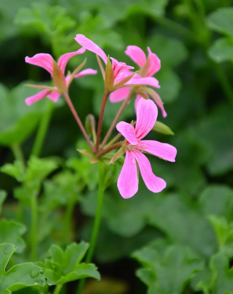 Pelargonia kaskadowa 'Balcon Lilac' zbliżenie