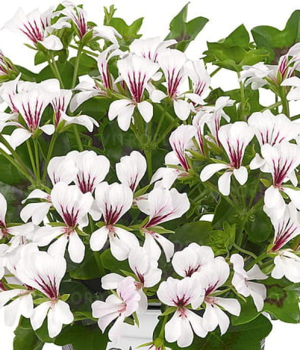 Pelargonia kaskadowa 'Balcon Polar'