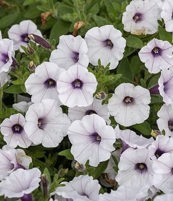 Petunia 'Bubbles White'