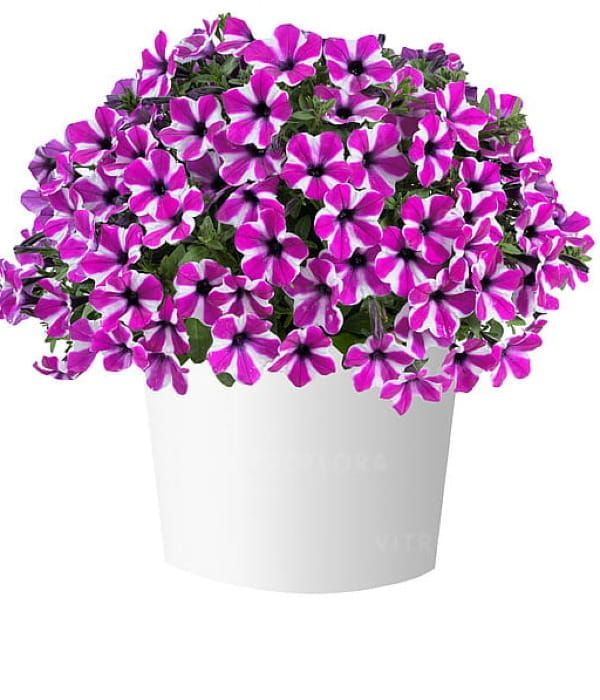 Petunia 'Capella Magenta Diamond'