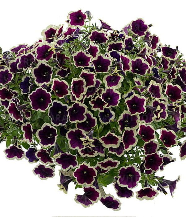 Petunia 'Cascadias Rim Magenta'