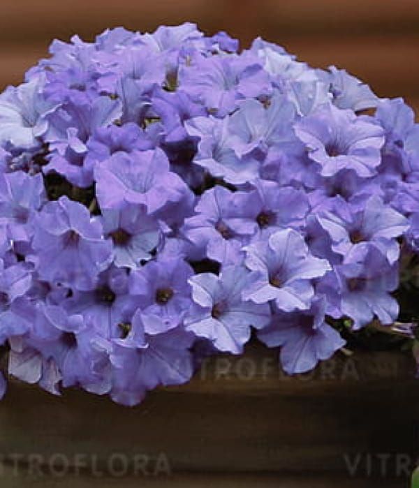Surfinia 'Heavenly Blue'