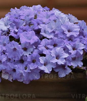 Surfinia 'Heavenly Blue'