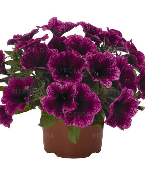Petunia 'Sweetunia™ Purple Gem'