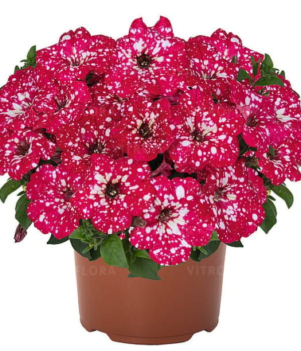 Petunia Sweetunia™ Sparkling Red Surprise