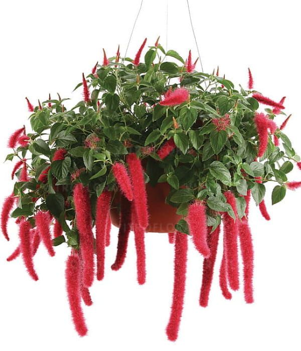 Tworzy spektakularny efekt kaskady, przyciągając uwagę przez cały sezon.