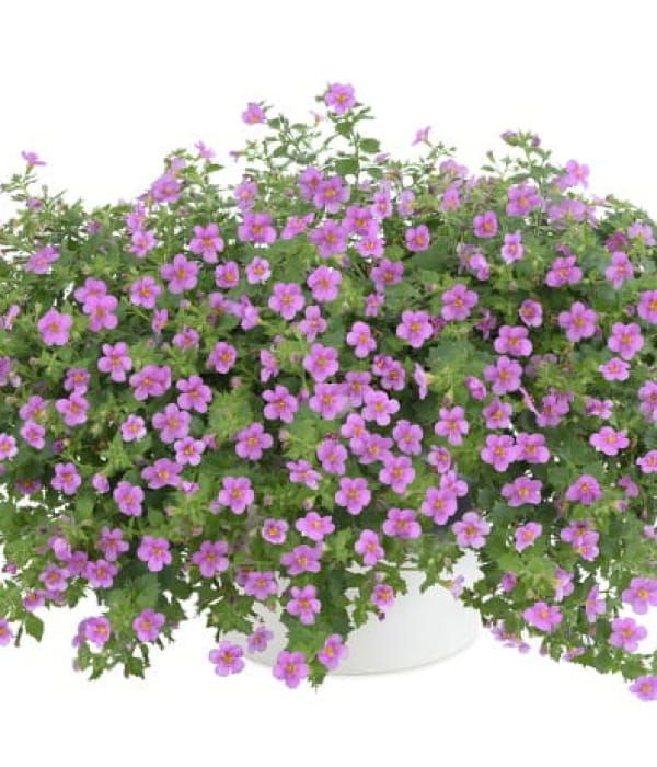 Bacopa Scopia Gulliver Pink