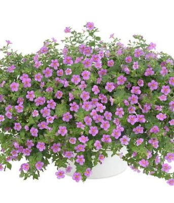 Bacopa Scopia Gulliver Pink