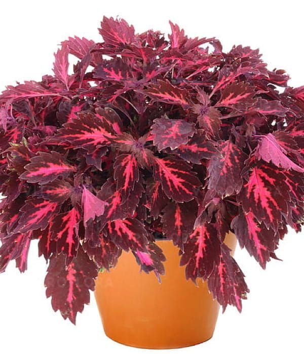 Koleus Down Town Royalty