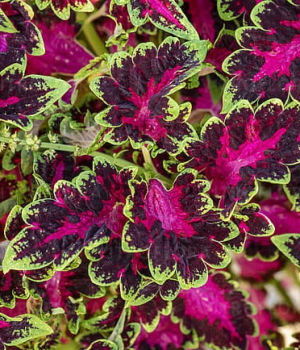 Koleus Raja Rose Muria Pink Morganite