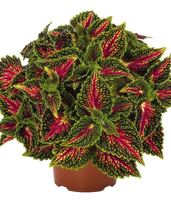 Koleus Stained Glassworks Spacecake