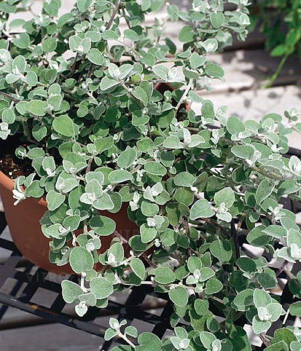 Helichrysum – wiszące kocanki