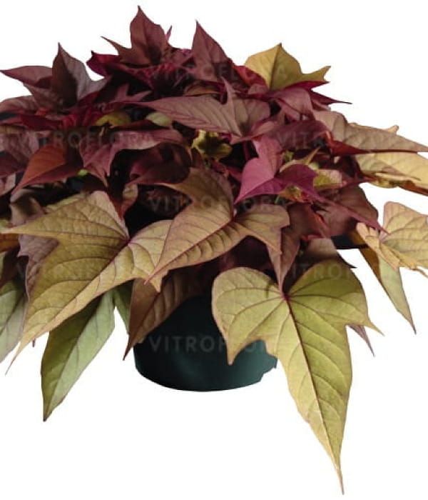 Ipomoea batatas Bright Ideas Rusty Red