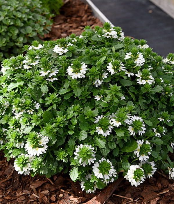 Scaevola aemula Touch White