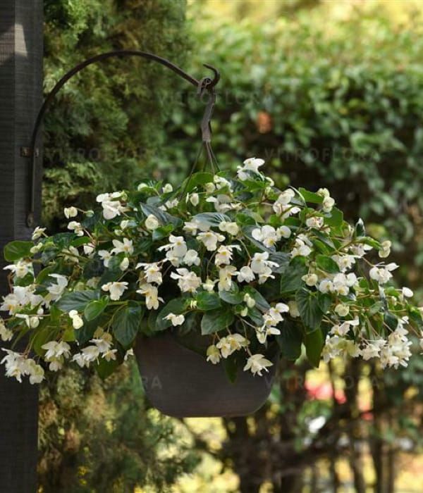 Begonia x hybrida Dragon Wing White