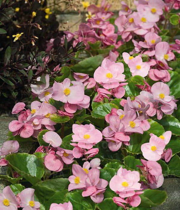 Begonia semperflorens Milet Olympia Pink