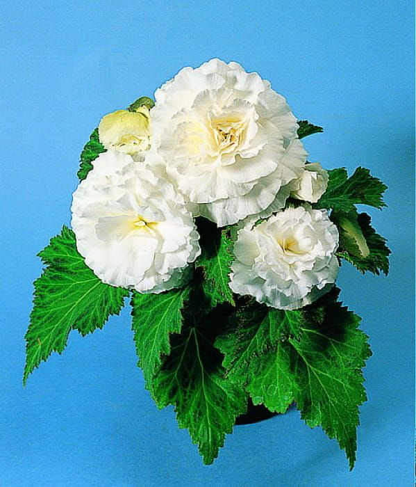 Begonia x tuberhybrida Nonstop White