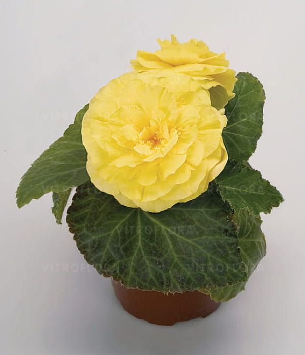 Begonia x tuberhybrida Nonstop Yellow