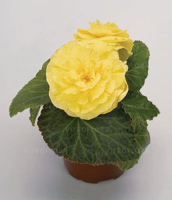 Begonia x tuberhybrida Nonstop Yellow
