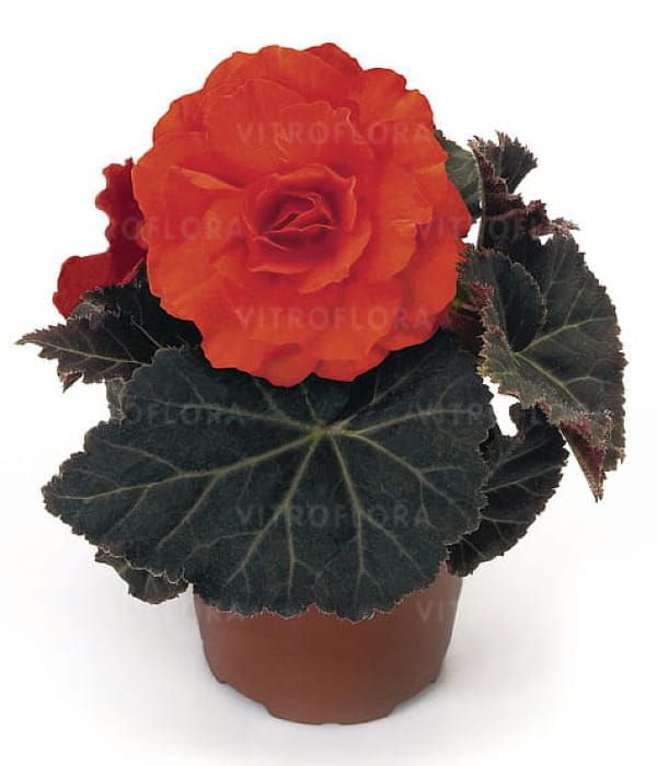Begonia x tuberhybrida Nonstop Mocca Bright Orange