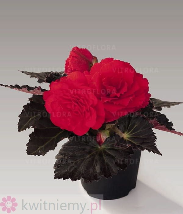 Begonia x tuberhybrida Nonstop Mocca Cherry