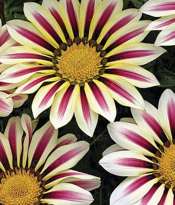 Gazania splendens Big-Kiss White Flame