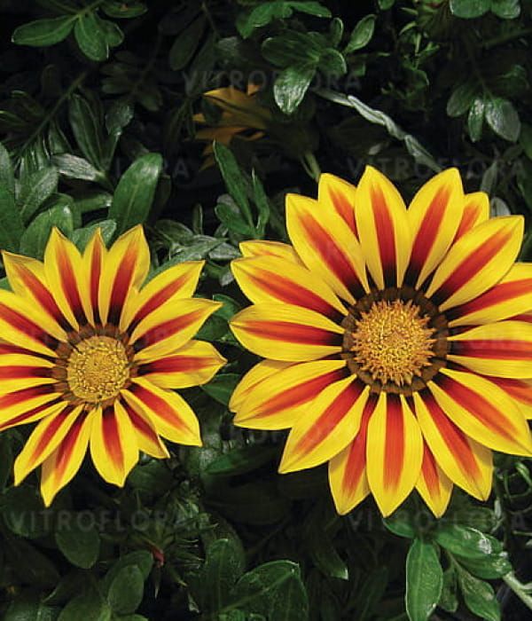 Gazania splendens Big-Kiss Yellow Flame