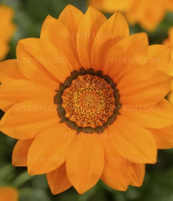 Gazania splendens Big-Kiss Orange
