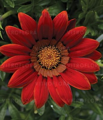 Gazania splendens Big-Kiss Red