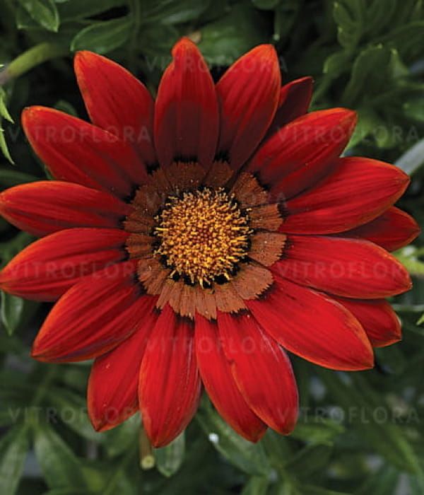 Gazania splendens Big-Kiss Red