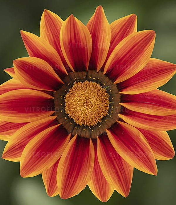 Gazania splendens Kiss Orange