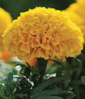 Tagetes erecta Taishan Gold – aksamitka wzniesiona