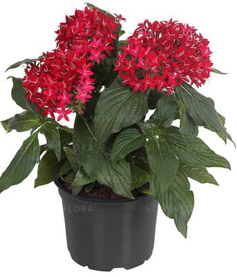 Pentas lanceolata Graffiti Red Velvet