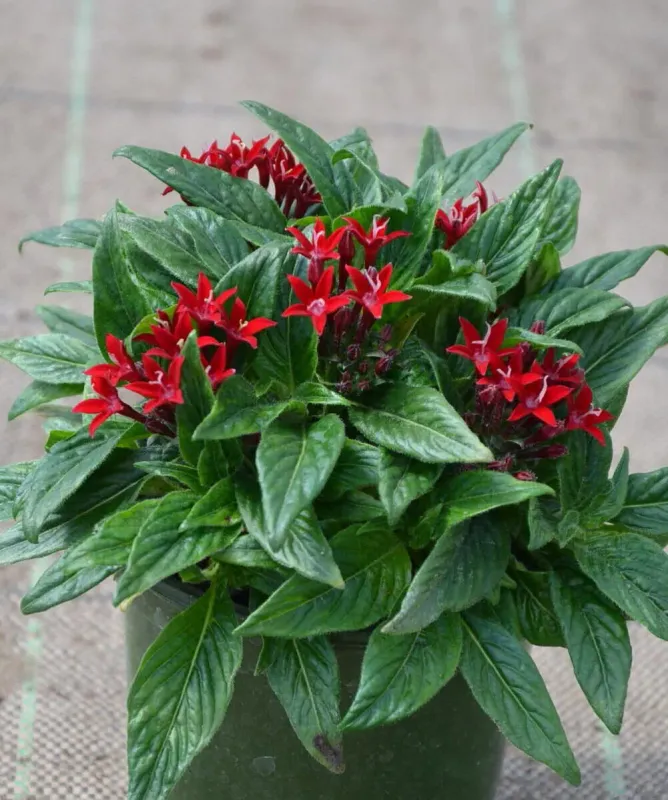 Pentas  Graffiti Red Velvet
