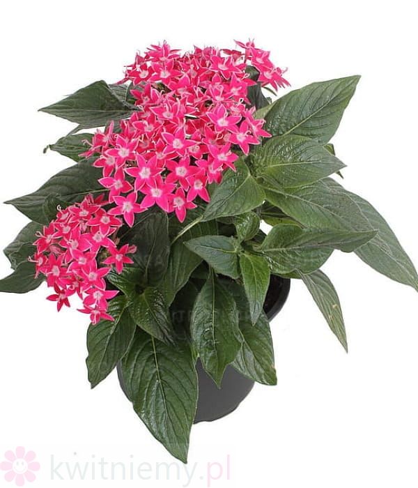 Pentas Graffiti Rose