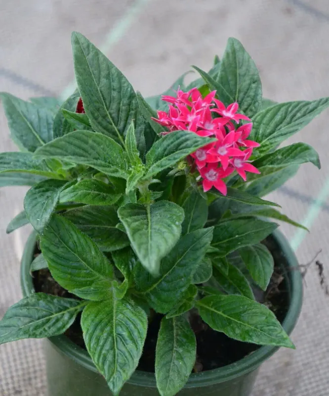 sadzonka Pentas Graffiti Rose
