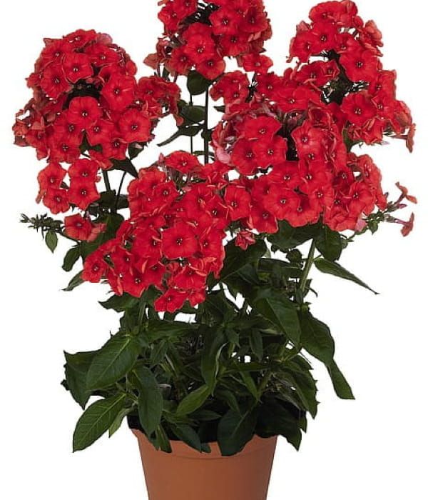 Flame® Red Phlox paniculata  floks wiechowaty
