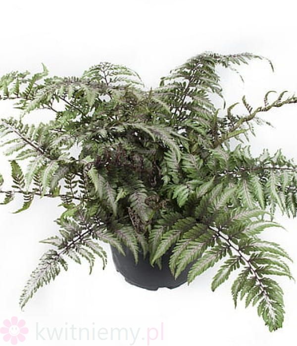 Athyrium niponicum Pictum – paproć japońska o srebrzysto-purpurowych liściach w ogrodzie
