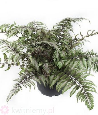 Athyrium niponicum Pictum – paproć japońska o srebrzysto-purpurowych liściach w ogrodzie