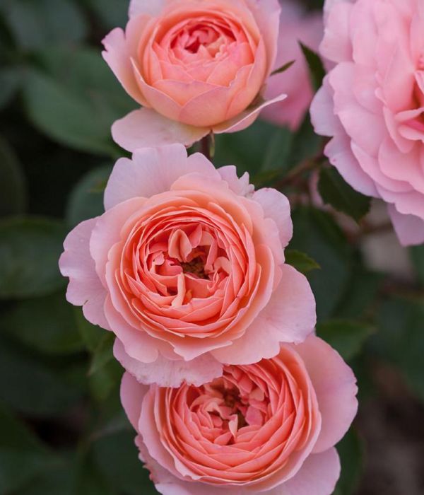 Róża Easy Elegance Calypso –  róża rabatowa