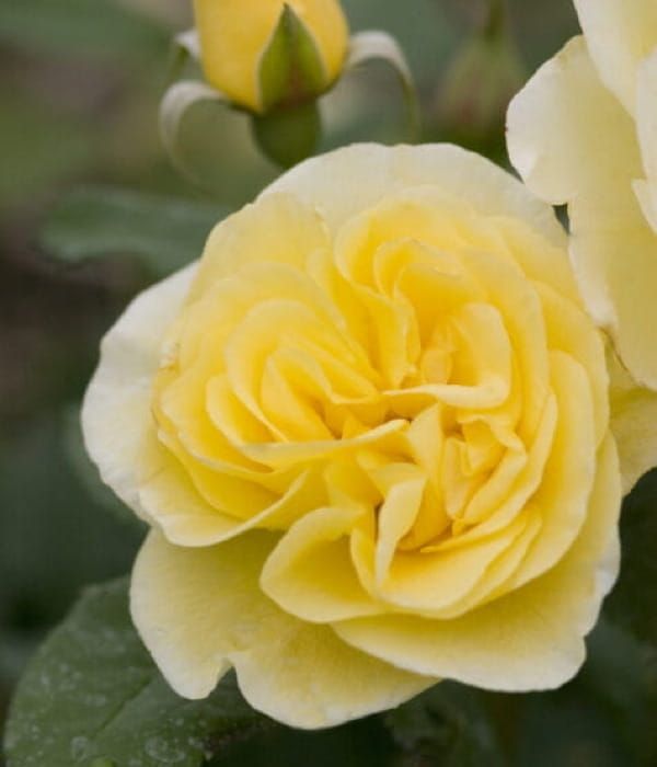 Róża Easy Elegance High Voltage – odporna róża rabatowa