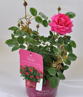 Róża Easy Elegance My Girl – odporna róża rabatowa