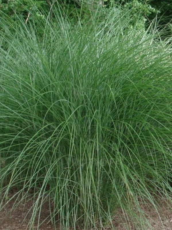 Miskant chiński Gracillimus 