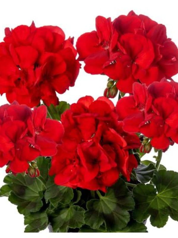 Pelargonia Calliope® ‘Dark Red’