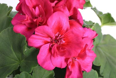 Pelargonia Calliope® ‘Violet’