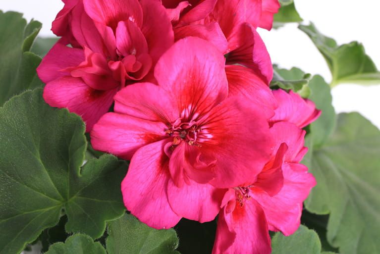 Pelargonia Calliope® ‘Violet’