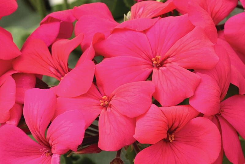 Pelargonia Calliope® Landscape ‘Rock’n Rose’