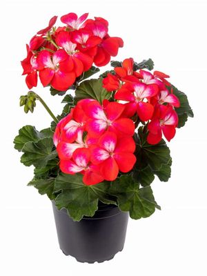Pelargonia zonale Bunny ‘Cherry Ice’