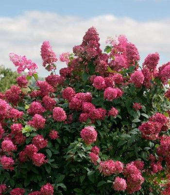 Hortensja bukietowa Fire Light -sztywny pokrój
