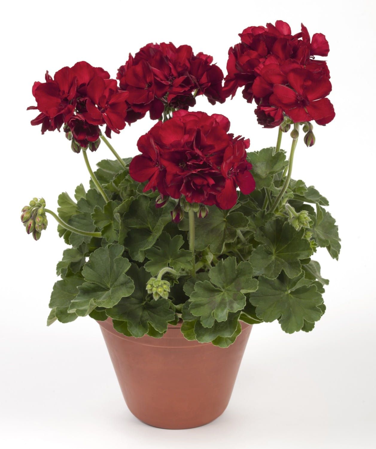 Pelargonia rabatowa Cassiopeia – zwarty pokrój do donic i skrzynek